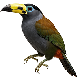 Hooded Mountain Toucan